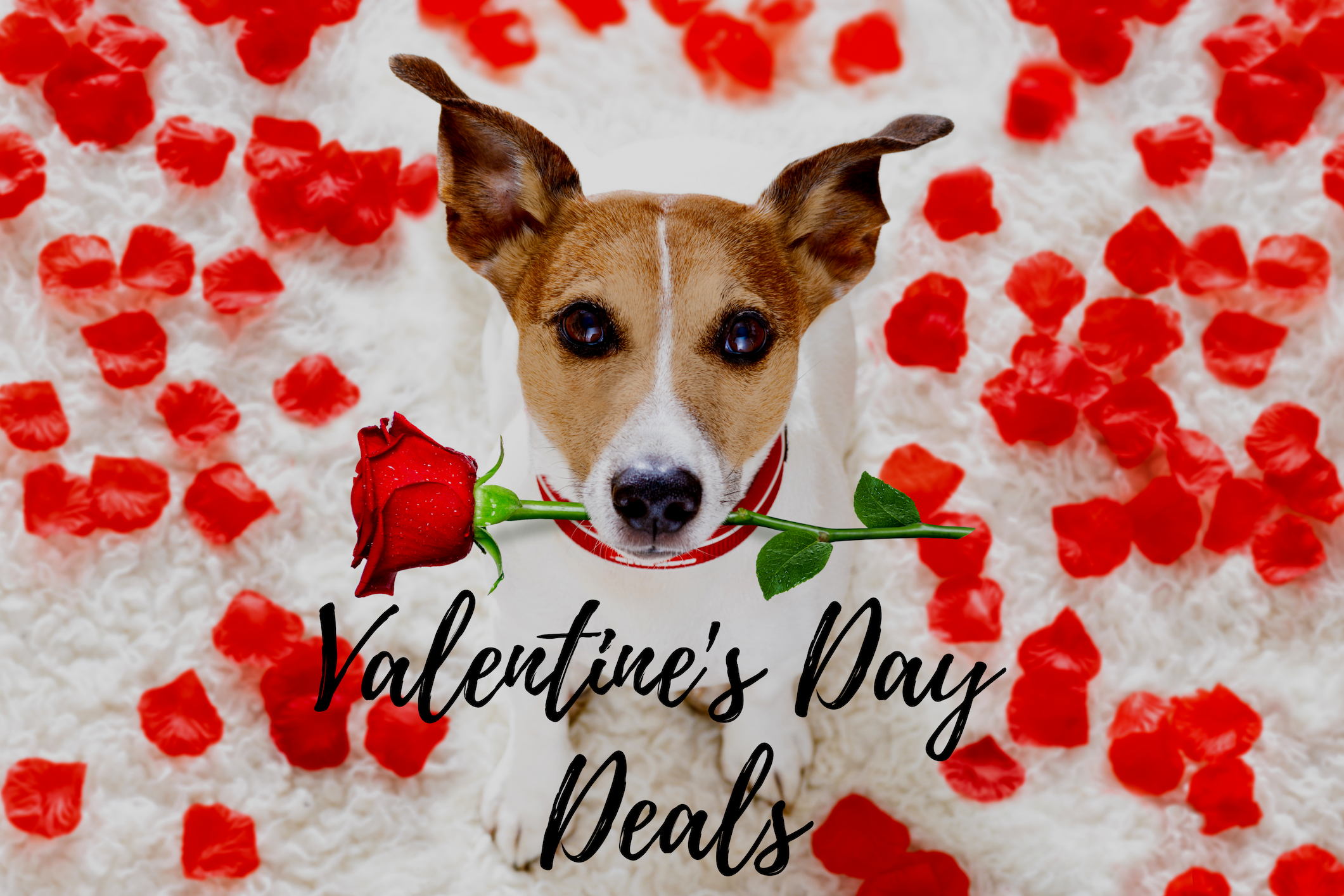 2019 Valentine's Day Deals
